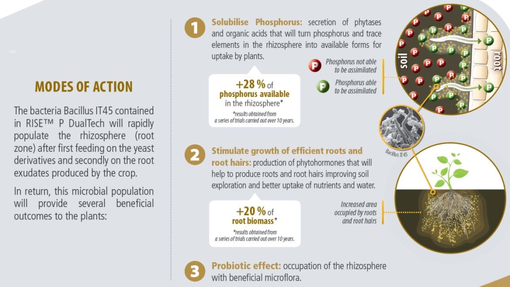 RISE P Dual Tech | Lallemand Plant Care