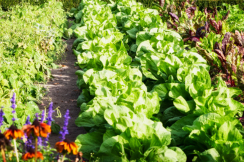 Vegetables, horticulture and nurseries